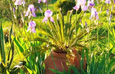 Agriturismo Podere Le Palaie - Foto 6