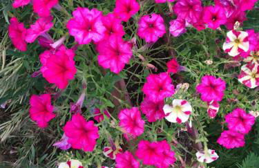 Le Coccole Del Trasimeno - Foto 50