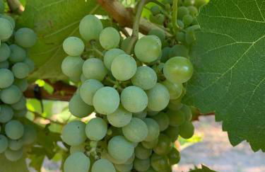 Quinta De Guimaraes - Foto 18