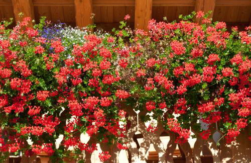 Agriturismo Chalet Fogajard - Foto 123