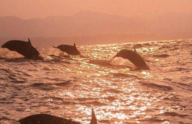Una emocionante aventura marina por la Costa de Oaxaca - Tour - Foto 7