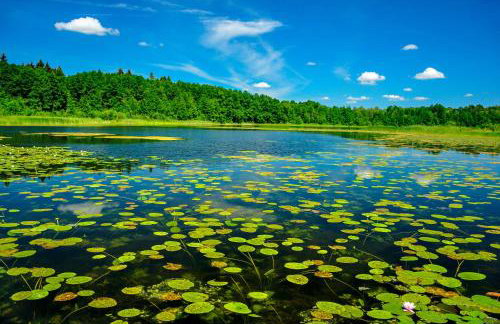 Brzozowa Chatka - Dom nad Jeziorem - Wellness & Ceragem - Foto 23