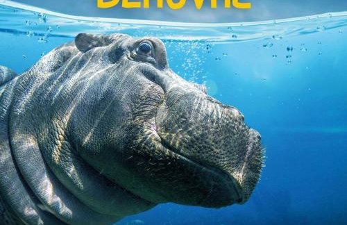 Gîte familial 12 pers. proche Valençay, ZooParc de Beauval et Châteaux de la Loire, parc arboré et jeux - FR-1-591-113 - Foto 16