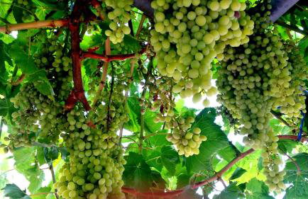 Sunrise Residence - Foto 78