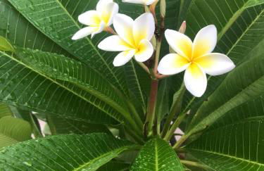 Manousos Guest House - Foto 24