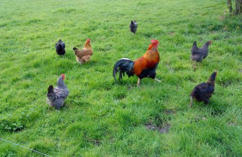 Ferienwohnung am Storchennest - Foto 19