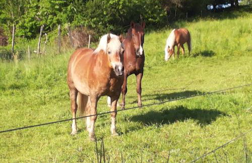 Ferienwohnung am Sulzbach - Photo 30