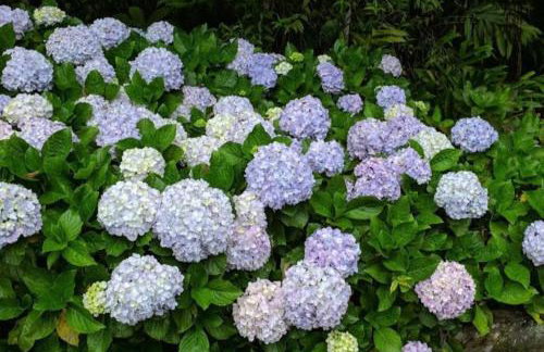 Refúgio na Serra Condomínio em Olaria, Nova Friburgo-RJ - Foto 50