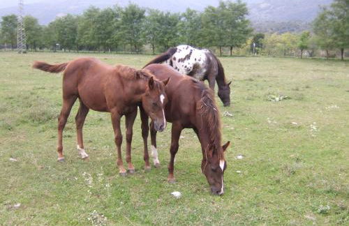 Agriturismo al Ranch - Foto 32