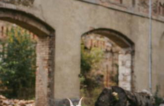 Pałac Rząsiny - Foto 25