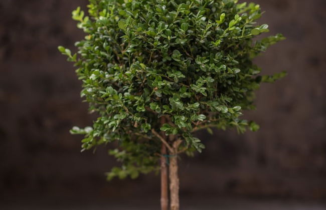 Mythic Valley - Foto 77