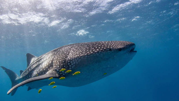 A whale shark swimming alongside some fish