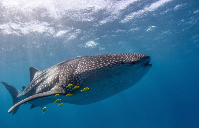 Swim with Humpback Whales or Whale Sharks - Photo 4