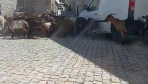 Casa da Palheira - Foto 2