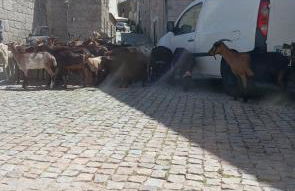 Casa da Palheira - Foto 2