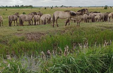 Bellevue cottage - Photo 22