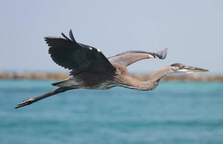 Enclave 602a by Gulf Tide Vacation Rentals - Foto 46