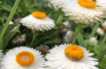 Quinta da Pavoa - Cottage House - Photo 73