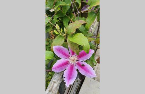Cotswolds Cottage Ilmington with Wood Burning Stove & BBQ - pet friendly - Foto 20