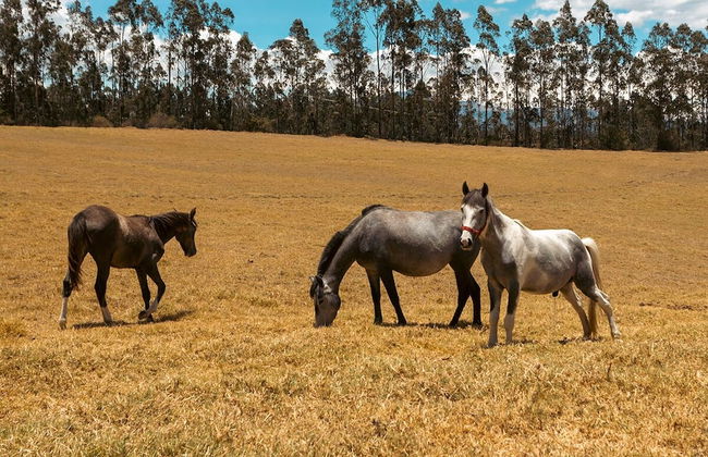 HACIENDA COCHAUCO - Foto 29