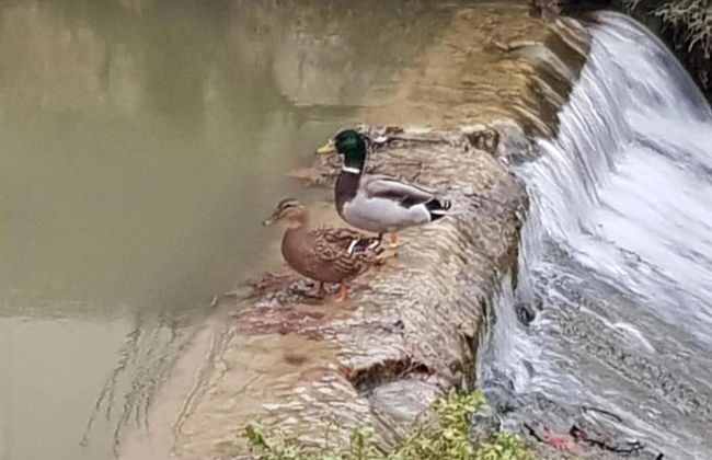 Iles du Gua Suites - Photo 38