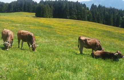 FeWo Alpenfreude mit Hallenbad - Foto 43