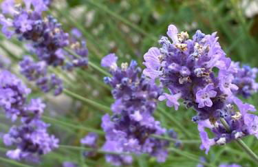 Kipplochan - Photo 76