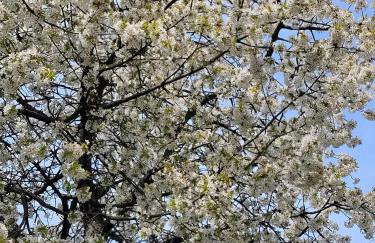 Apartament Biała Flaga nad Jeziorem Charzykowskim - Foto 20