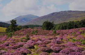 Isla Cottage - Foto 38