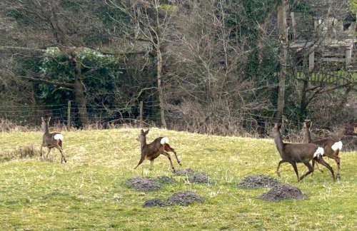 The Barn Cottage - Foto 21