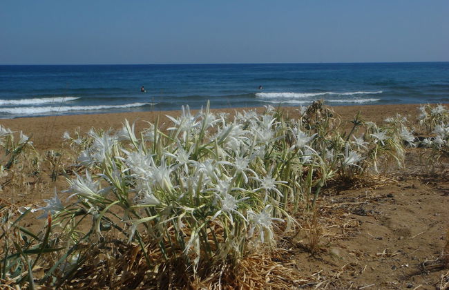 Phaedra Hotel - Foto 73