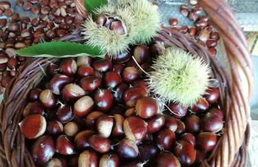 Calme et sérénité au gîte des hortensias - Foto 30