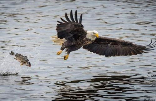 Cottage on the Mississippi Venue and dog friendly - Foto 21