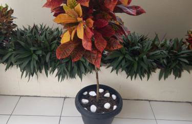 Espaço Itacoatiara - Foto 2