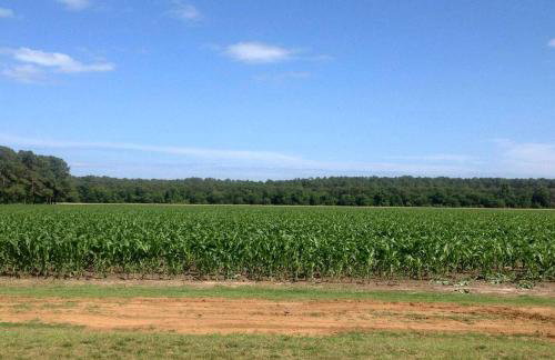 Serene Tiny House with a Big Charm for Glamping in Virginia - Photo 29