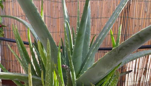 Attico Acquaviva vicino Centro Storico - Foto 5