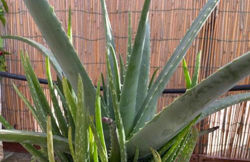 Attico Acquaviva vicino Centro Storico - Foto 5