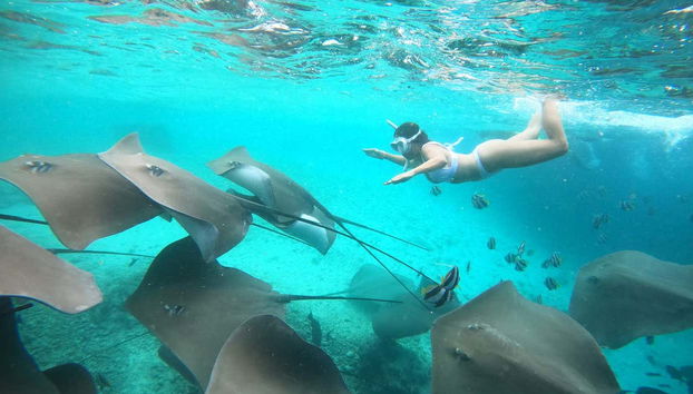 Buceando junto a mantarrayas