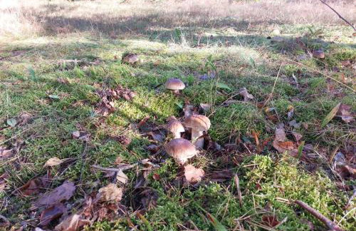 Dom Nad Jeziorem Trzy Tonie - Foto 41