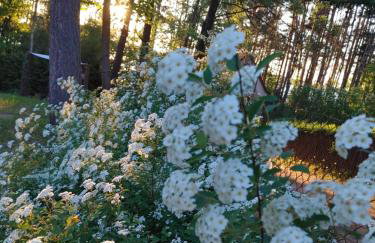 Domek w Borach Tucholskich - Wycinki - Foto 6