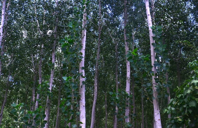 Cueva El Cortijo Gachas - Foto 26