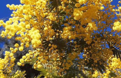 Villa Jasmin Regusse - Foto 36