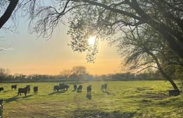 La Maison du Trident en Camargue Piscine et Jacuzzi - Foto 41