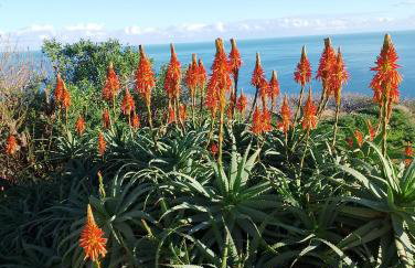 MILTIADIS APARTMENTS - Photo 2