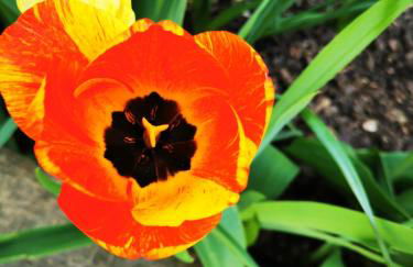 Studio cosy 32m2 independant dans maison - Foto 15