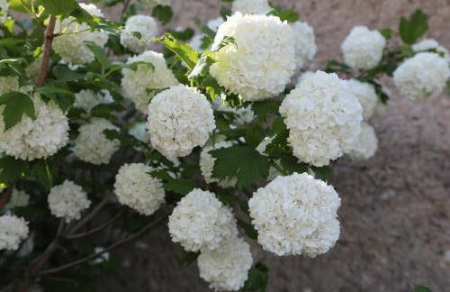 GITE MONTGOLFIÈRE 6 PERSONNES - Foto 33