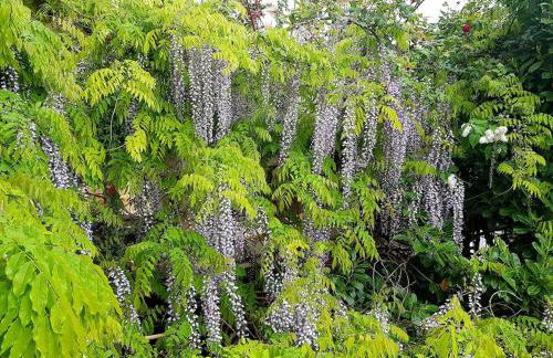 Green house, cosy garden Paris - Foto 31