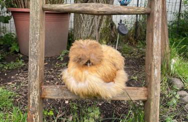 Ferienwohnung Seidenhuhn - Foto 31
