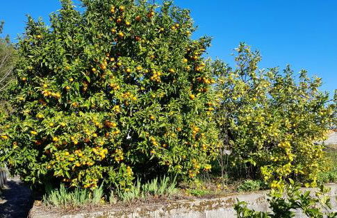 Lugar de Levides - Foto 48