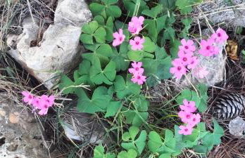 Apartman Hanna - Foto 25